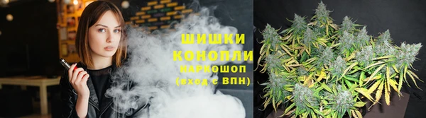 прущие грибы Заводоуковск